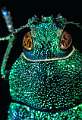 Buprestis rustica